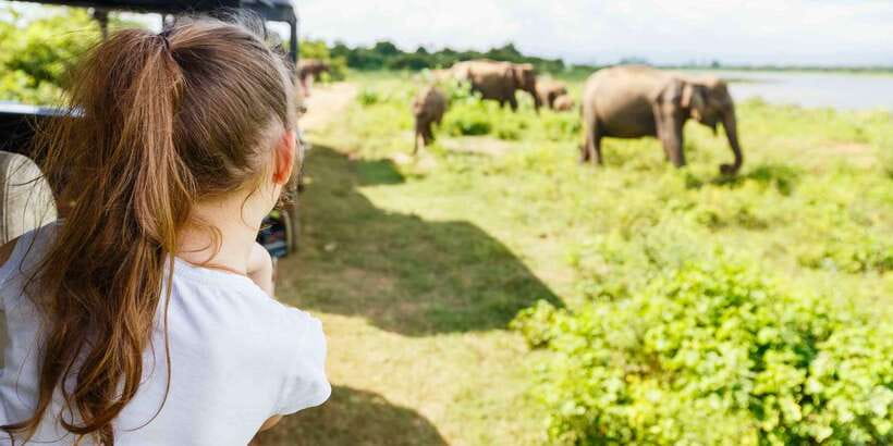 From Bentota: Full-Day Yala National Park Safari Tour - Elephants, crocodiles, and the chance of a leopard