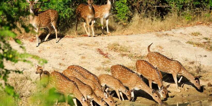From Bentota: Full-Day Yala National Park Safari Tour - Birdwatching at Yala’s water holes