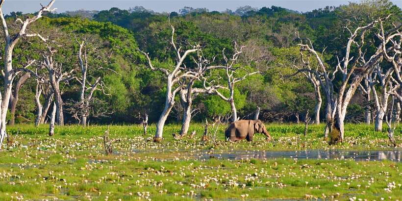 From Bentota: Full-Day Yala National Park Safari Tour - What the $105 price really covers