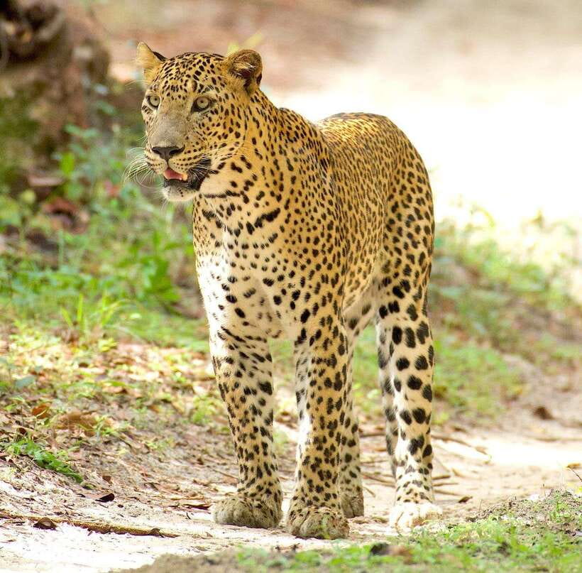 From Bentota - Yala National Park Full Day Safari Tour - A very long day from Bentota to Yala