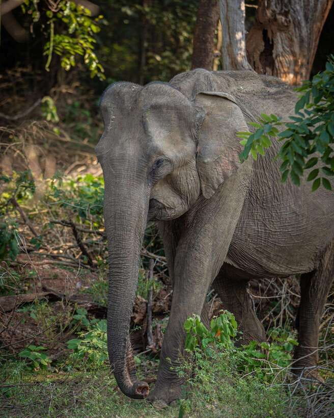 From Bentota - Yala National Park Full Day Safari Tour - Breakfast, a beachside lunch, and basic facilities