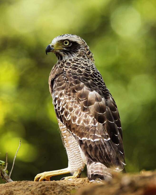 From Bentota - Yala National Park Full Day Safari Tour - What the scenery adds to the safari