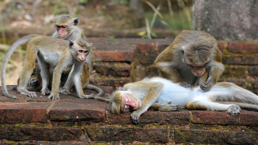 From Colombo: All Inclusive Sigiriya, Dambulla &Village Tour - Dambulla’s five painted caves