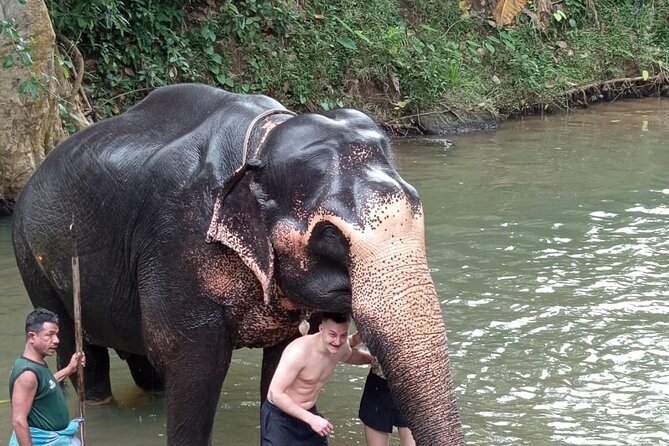 From Colombo: Kandy and Pinnawala Full-Day Trip - Transport, group size, and the reality of 10 hours