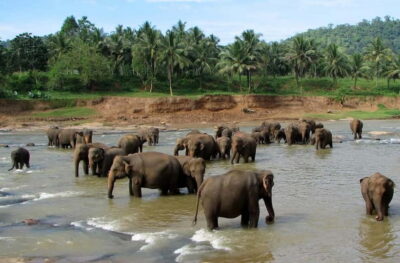Kandy and Pinnawala Orphanage Short Excursions