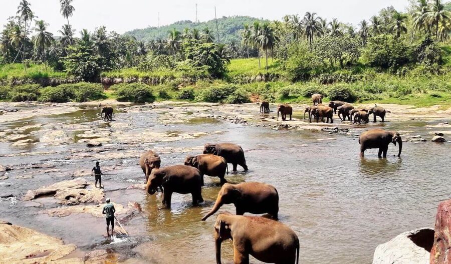 From Colombo: Kandy Full-Day Trip - The long road back to Colombo