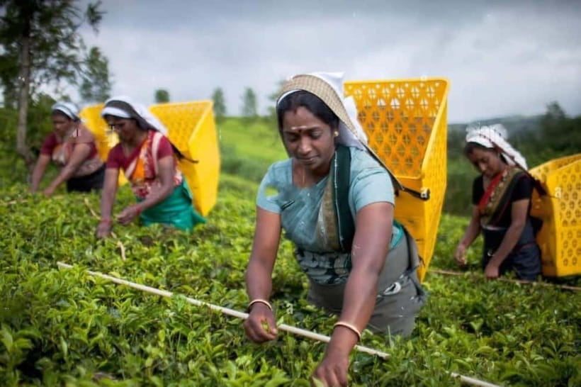 From Colombo: Kandy, Pinnawala and Tea Factory Full-Day Trip - What the $55 price really gets you