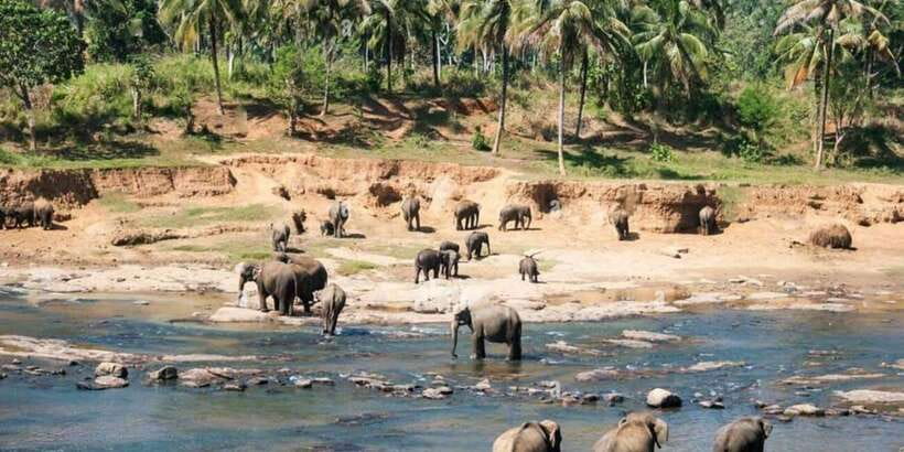 From Colombo: Kandy, Pinnawala and Tea Factory Full-Day Trip - Pinnawala and the important animal welfare question