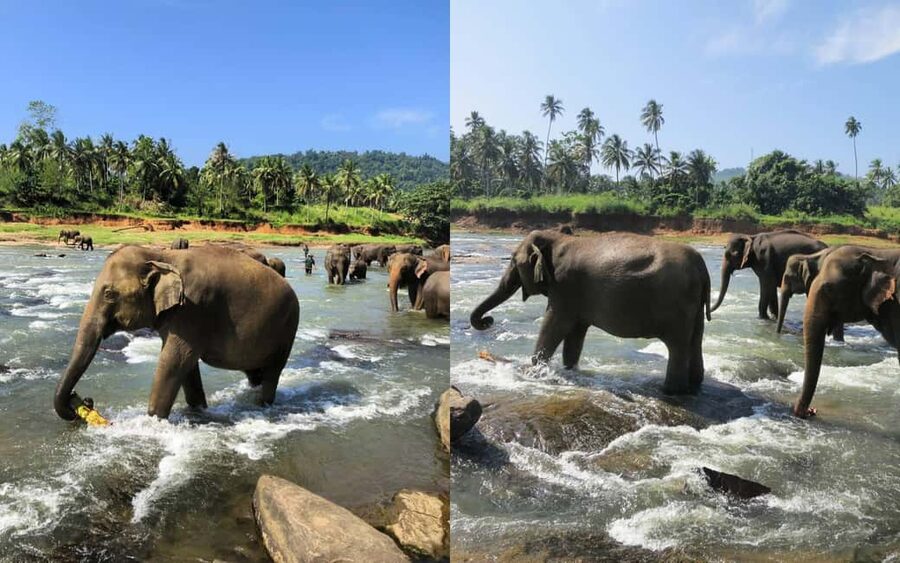 From Colombo: Kandy Temple of Tooth & Elephant Orphanage - Key points to know before booking