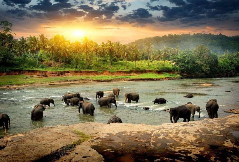 From Colombo: Kandy Temples and Pinnawala Full-Day Tour - Meeting elephants beside the Maha Oya River