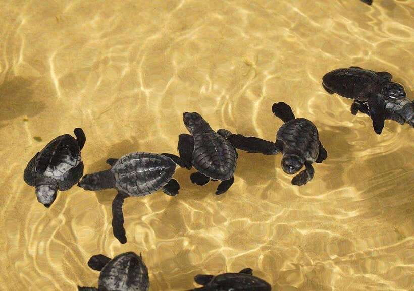 From Colombo/Negombo: Galle, Madu River, and Turtle Hatchery - Why this southern coast day trip works