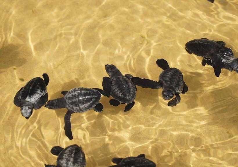 From Colombo/Negombo: Galle, Madu River, and Turtle Hatchery - Madu Ganga boat safari through mangrove country