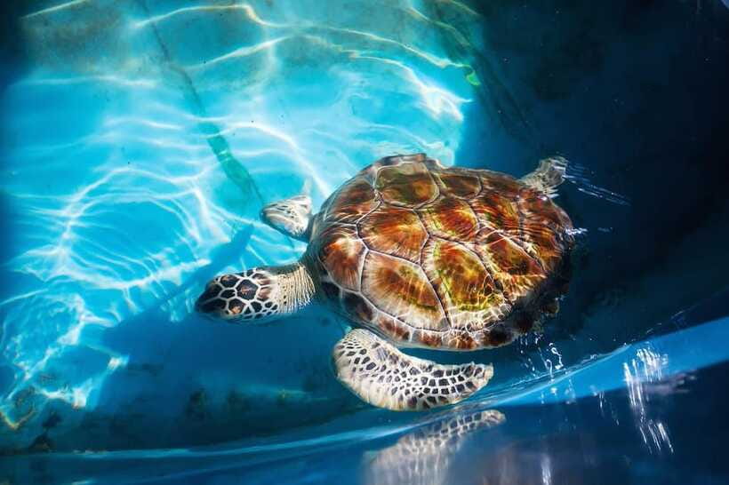 From Colombo/Negombo: Galle, Madu River, and Turtle Hatchery - The driver-guide can shape the whole day