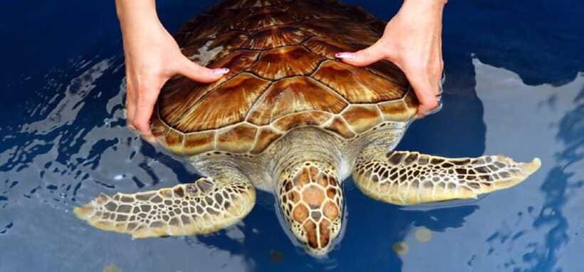From Colombo/Negombo: Galle, Madu River, and Turtle Hatchery - Why the guide can make or break the day
