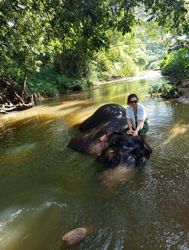 From Colombo or Negombo: Pinnawala, Kandy & Tea Factory Tour - Pinnawala and the elephant bathing stop