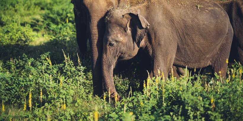 From Colombo: Private Minneriya National Park Day Safari - Booking Details Worth Checking Before You Go