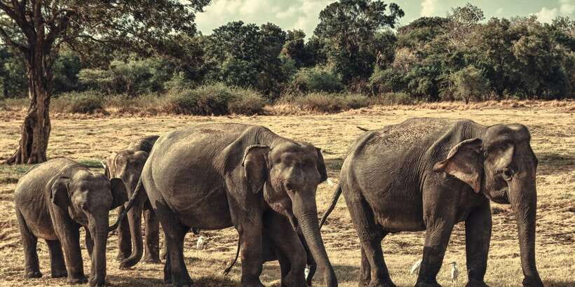 From Colombo: Private Minneriya National Park Day Safari - Why Minneriya Makes a Tough Day Trip From Colombo