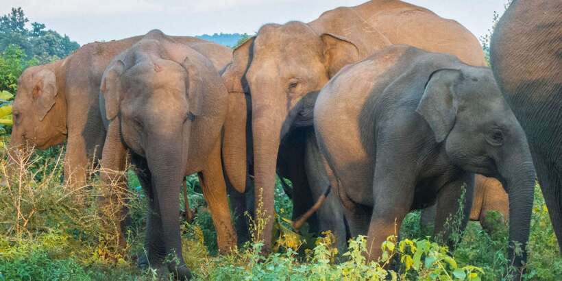 From Colombo: Private Minneriya National Park Day Safari - The Road Into Sri Lanka’s Interior