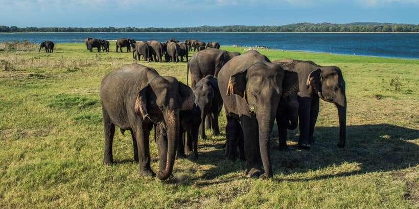 From Colombo: Private Minneriya National Park Day Safari - What Wildlife Viewing Is Really Like