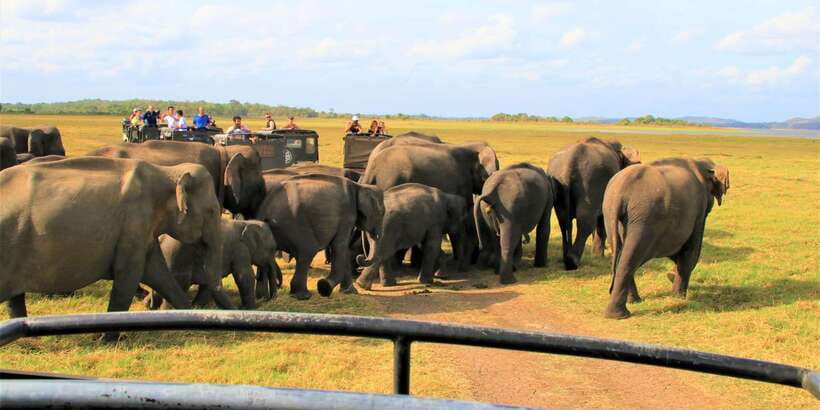 From Colombo: Private Minneriya National Park Day Safari - Lunch, Entrance Fees, and the Real Price