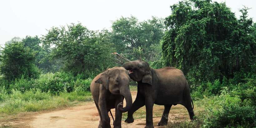 From Colombo: Private Minneriya National Park Day Safari - The Return To Colombo