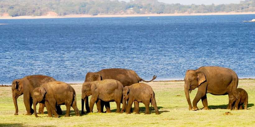 From Colombo: Private Minneriya National Park Day Safari - Who Will Get the Most From This Safari