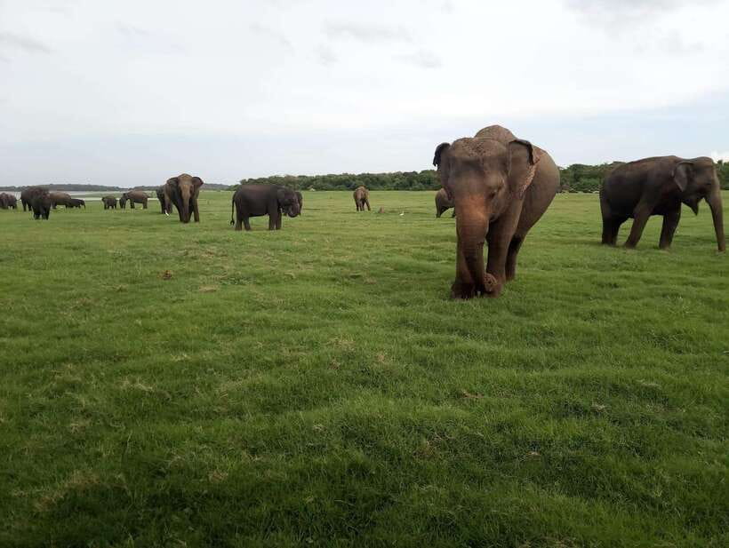 From Colombo: Sigiriya & Dambulla Day Tour with Safari - A 2.5-hour elephant safari