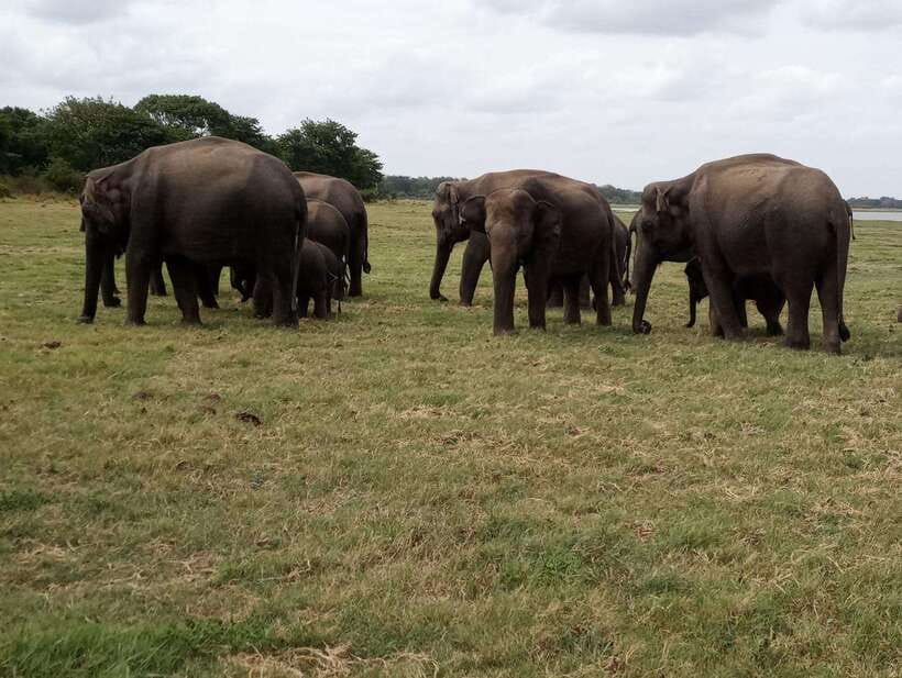 From Colombo: Sigiriya & Dambulla Day Tour with Safari - What to pack for this demanding day