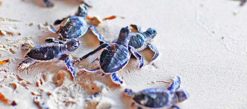From Colombo to Galle Fort and Unawatuna Beach Day Trip - Hikkaduwa Coral Beach and coastal scenery