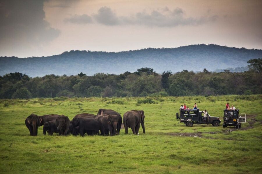 From Colombo: Udawalawa Safari & Elephant Transit Home Tour - Lunch in Udawalawe, with a price warning