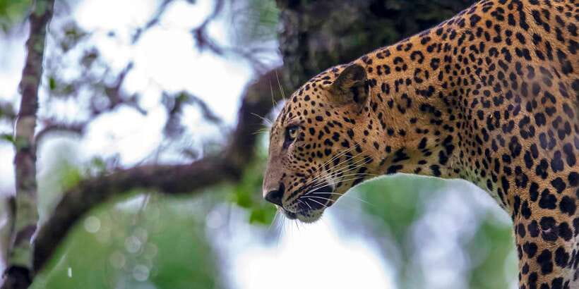From Colombo: Yala National Park Safari with Transfer - Booking Details Worth Noting