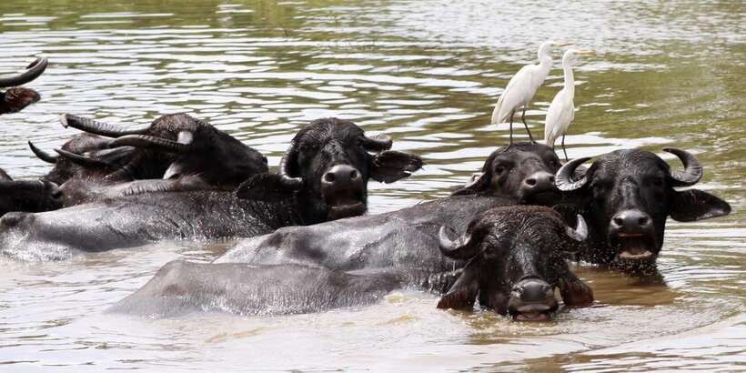 From Colombo: Yala National Park Safari with Transfer - The Return Journey to Colombo