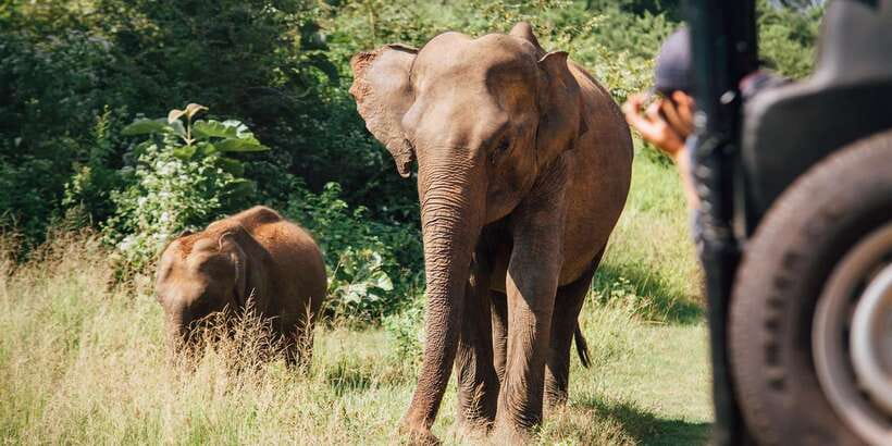 From Colombo: Yala National Park Safari with Transfer - Who Should Book This Yala Safari?