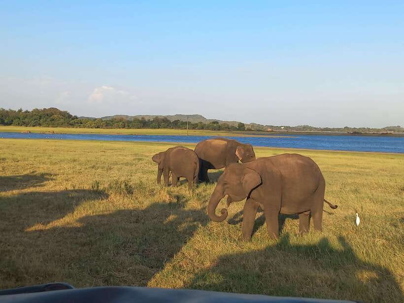 From Dambulla: Minneriya National Park wild Jeep Safari - Key points at a glance