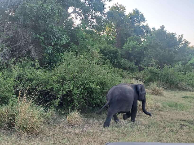 From Dambulla: Minneriya National Park wild Jeep Safari - Why Minneriya works well from Dambulla