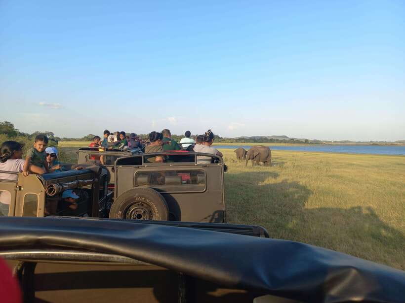From Dambulla: Minneriya National Park wild Jeep Safari - Three hours among Minneriya’s wildlife