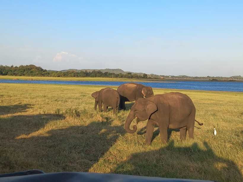 From Dambulla: Minneriya National Park wild Jeep Safari - Birdwatching around the lake and dam