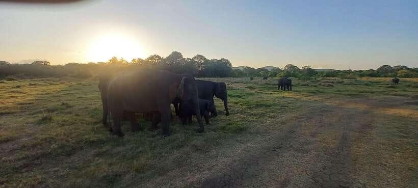 From Dambulla: Minneriya National Park wild Jeep Safari - What the driver and guide add