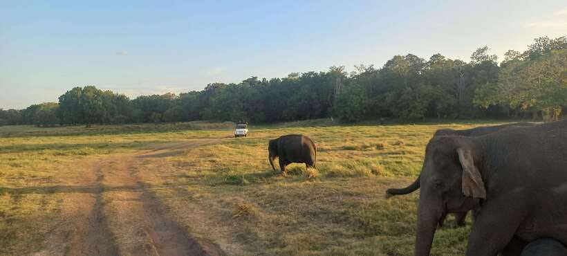 From Dambulla: Minneriya National Park wild Jeep Safari - Is $50 a fair price?