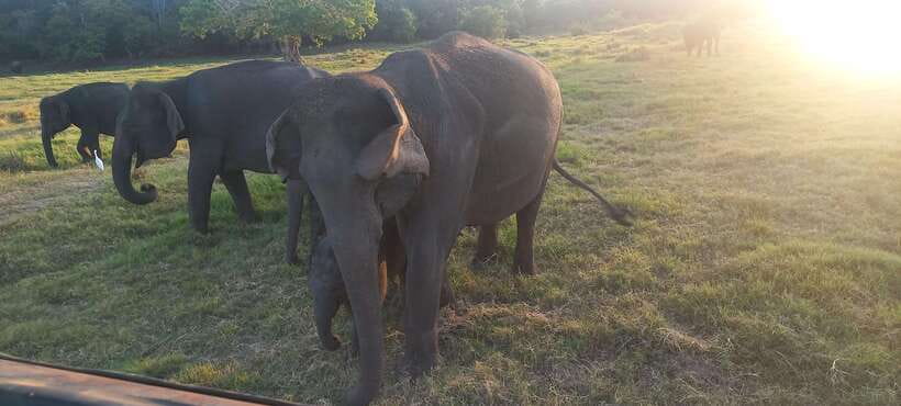 From Dambulla: Minneriya National Park wild Jeep Safari - Timing, comfort, and what to pack