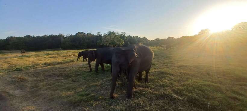 From Dambulla: Minneriya National Park wild Jeep Safari - Weather changes can work in your favor