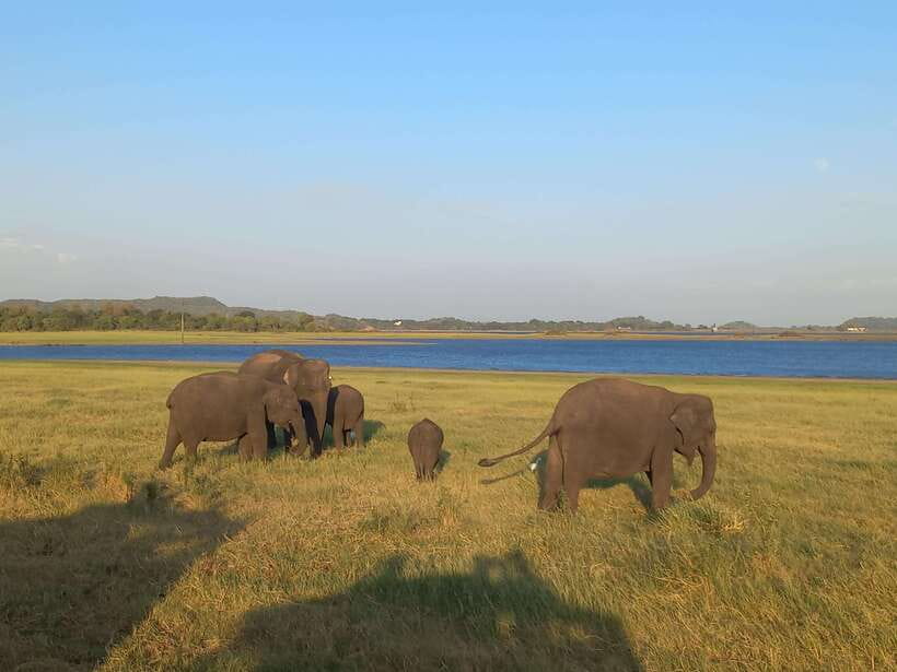 From Dambulla: Minneriya National Park wild Jeep Safari - From your hotel to the park gate