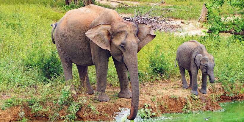From Ella: All Inclusive Udawalawe National Park Safari - Why Udawalawe is worth the long ride from Ella