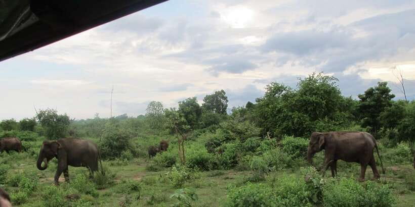From Ella: All Inclusive Udawalawe National Park Safari - Entering Udawalawe National Park by private jeep