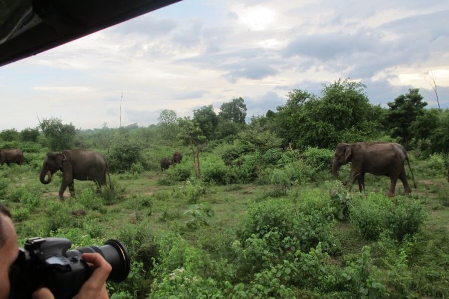 From Ella: All Inclusive Udawalawe National Park Safari - How the guide can shape the day
