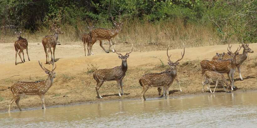From Ella: All Inclusive Udawalawe National Park Safari - Timing, comfort, and practical cautions