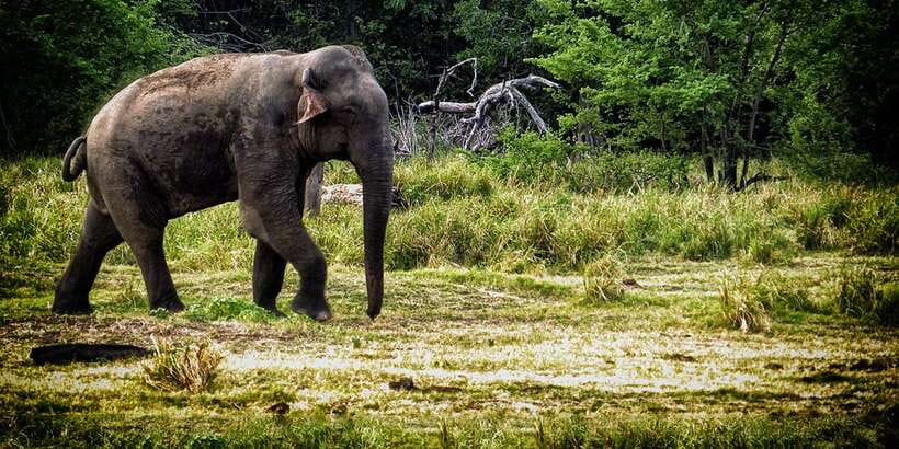 From Ella: All Inclusive Udawalawe National Park Safari - The two-hour road from Ella
