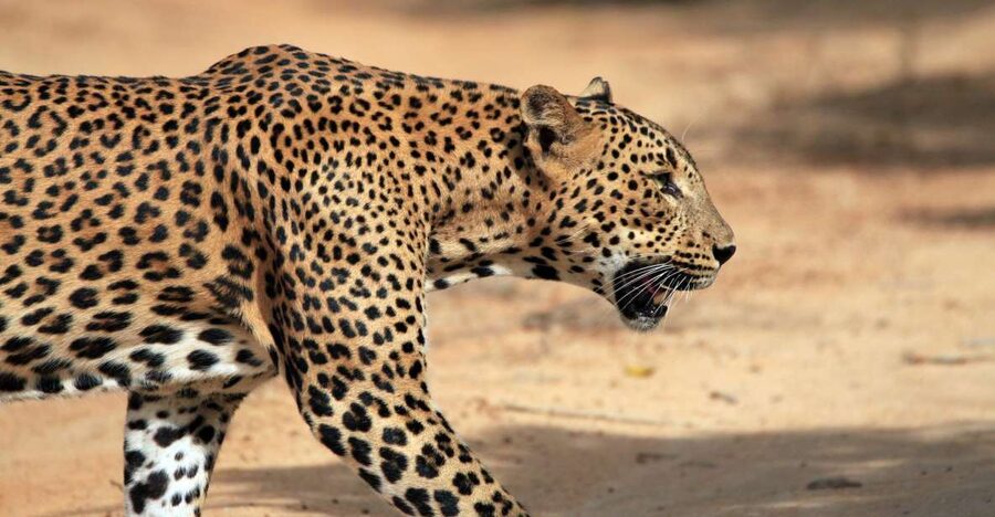 From Ella: Drop to Tangalle/Hiriketiya/Mirissa & Yala Safari - Why this transfer makes sense from Ella