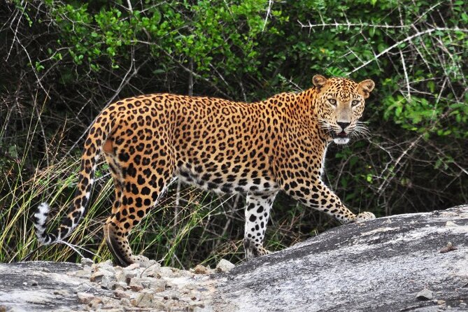 From Ella: Private Yala Safari & Transfer/Tangalle/Mirissa/Galla - Key points to know before booking