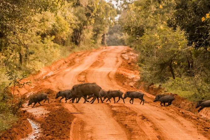 From Ella: Private Yala Safari & Transfer/Tangalle/Mirissa/Galla - Riding in the Toyota Hilux jeep